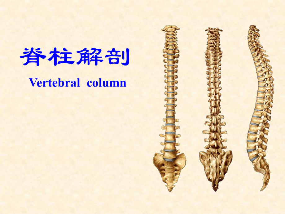 脊柱解剖ppt课件_第1页