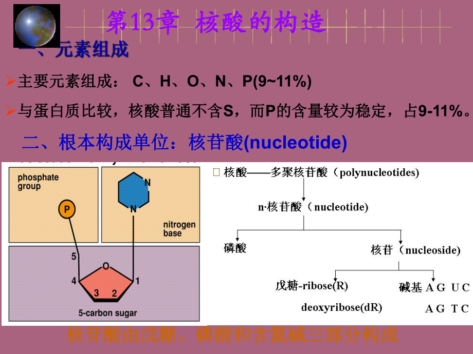 第13章核酸的结构ppt课件_第1页