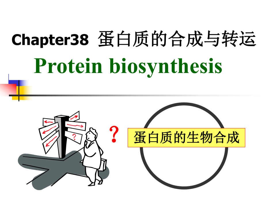 蛋白质的合成与转运_第1页
