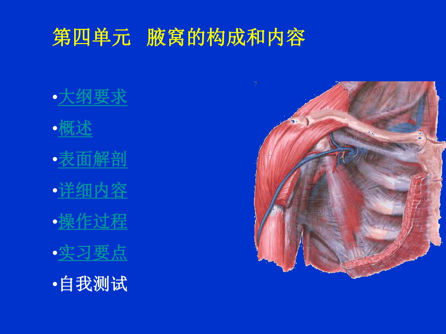 腋窝的构成和内容大纲要求概述表面解剖详细内容课件_第1页