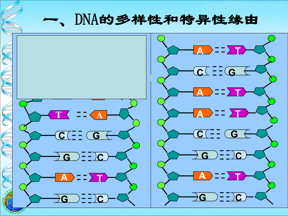 基因是有效的DNA片段ppt课件_第1页