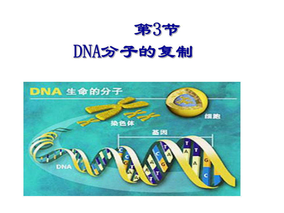DNA的复制和基因的表达_第1页
