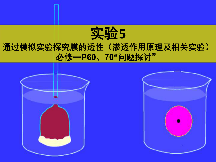 实验5通过模拟实验探究膜的透性课堂PPT_第1页