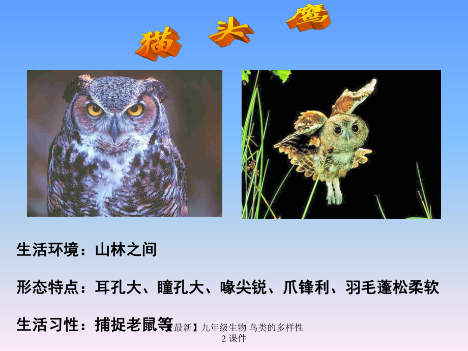 最新九年级生物鸟类的多样性2课件_第1页