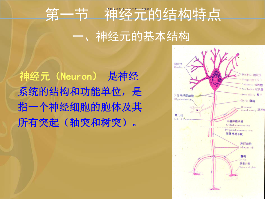 神经元的结构和功能课件_第1页