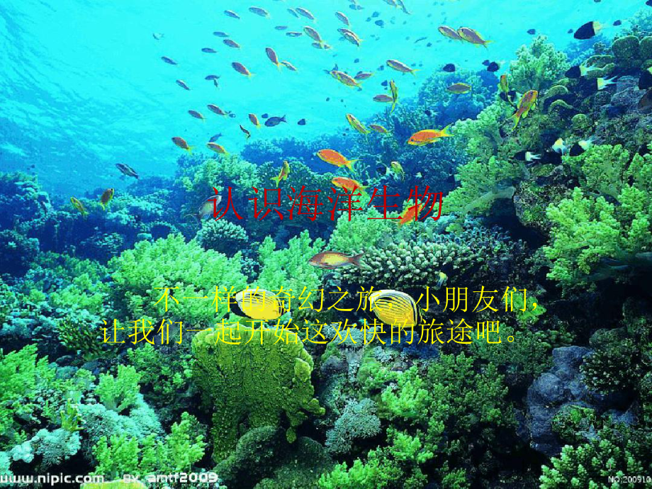 认识海洋生物ppt课件_第1页