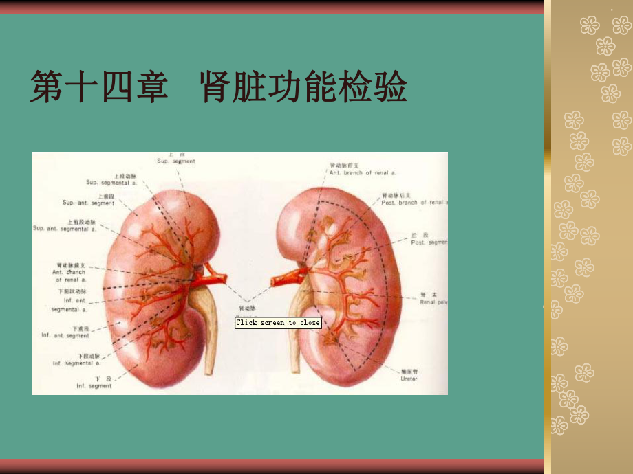 第十四肾脏功能检验ppt课件_第1页