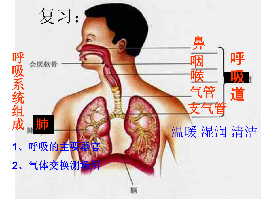 人教版七年级下册第四单元第三章第二节发生在肺内的气体交换（共34张PPT）_第1页
