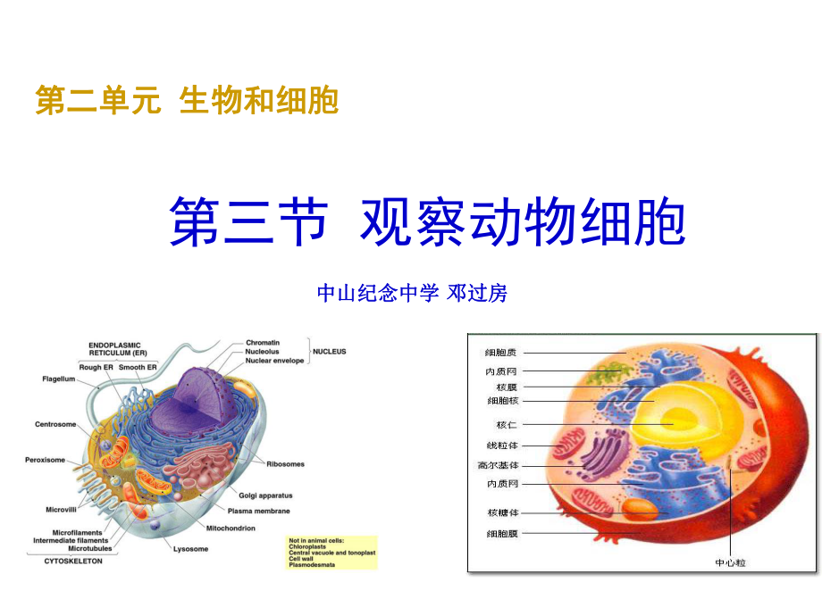 102258第三节观察动物细胞(1)_第1页