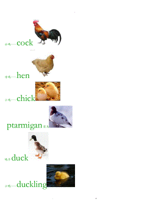 英语动物单词分类鸟配图