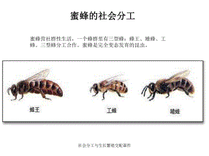 社會分工與生長繁殖交配課件