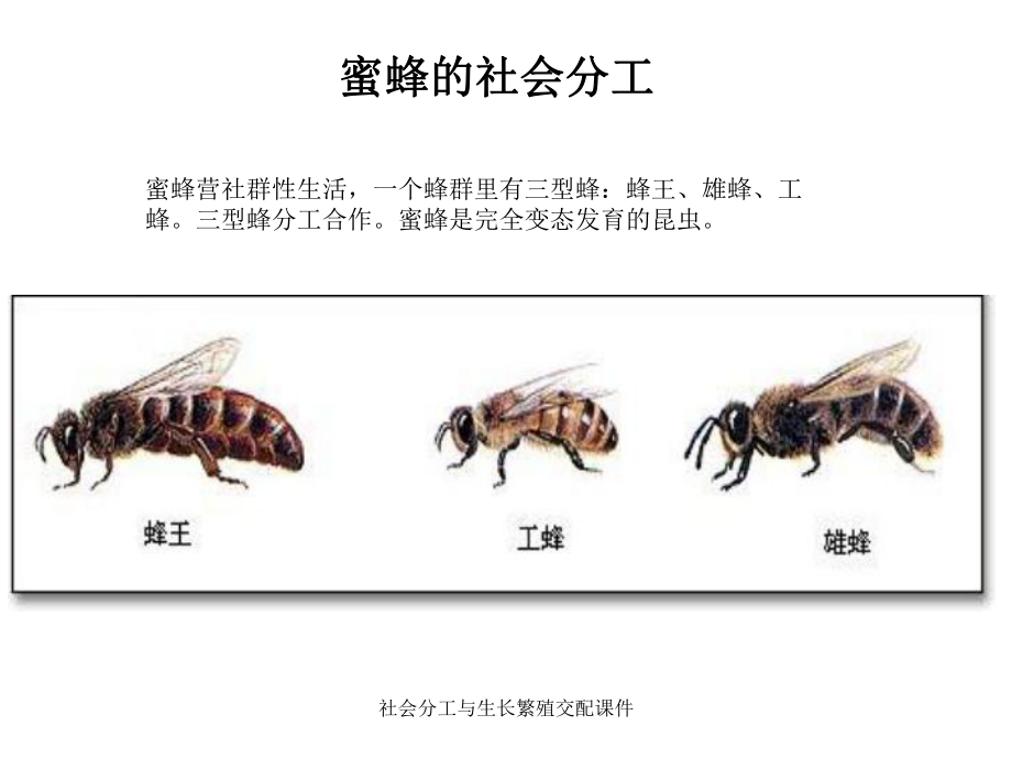 社會分工與生長繁殖交配課件_第1頁