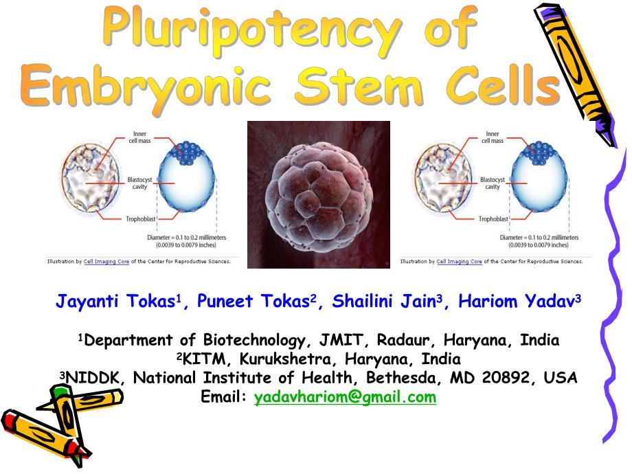 luripotencyofEmbryonicStemCells胚胎干细胞的多能性_第1页