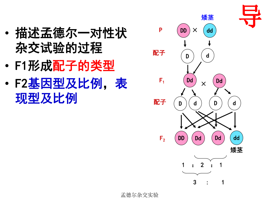 孟德尔杂交实验课件_第1页