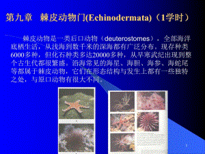 动物学11棘皮动物门