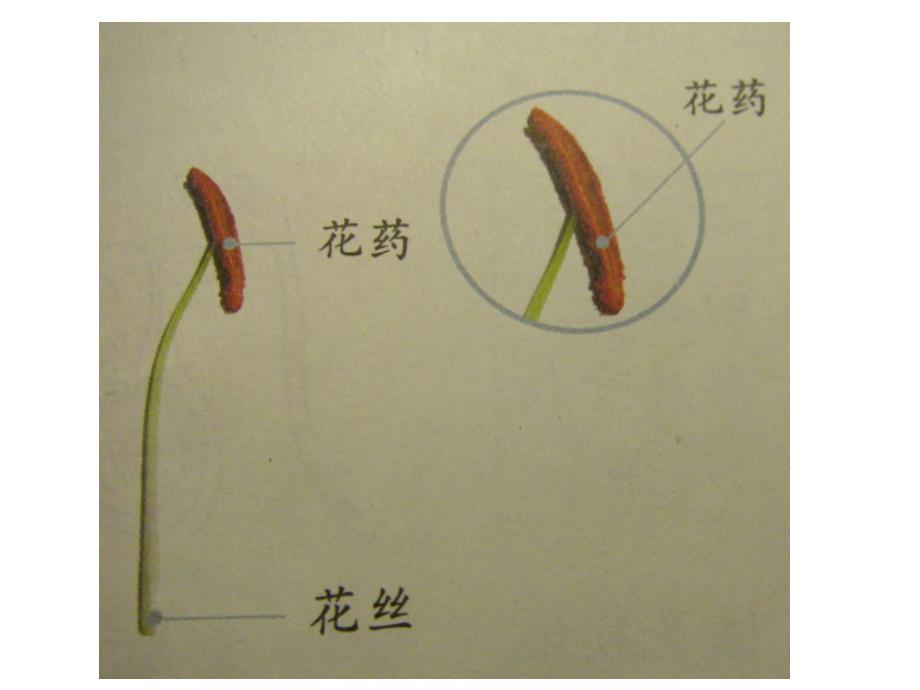 花、果实、种子_第1页