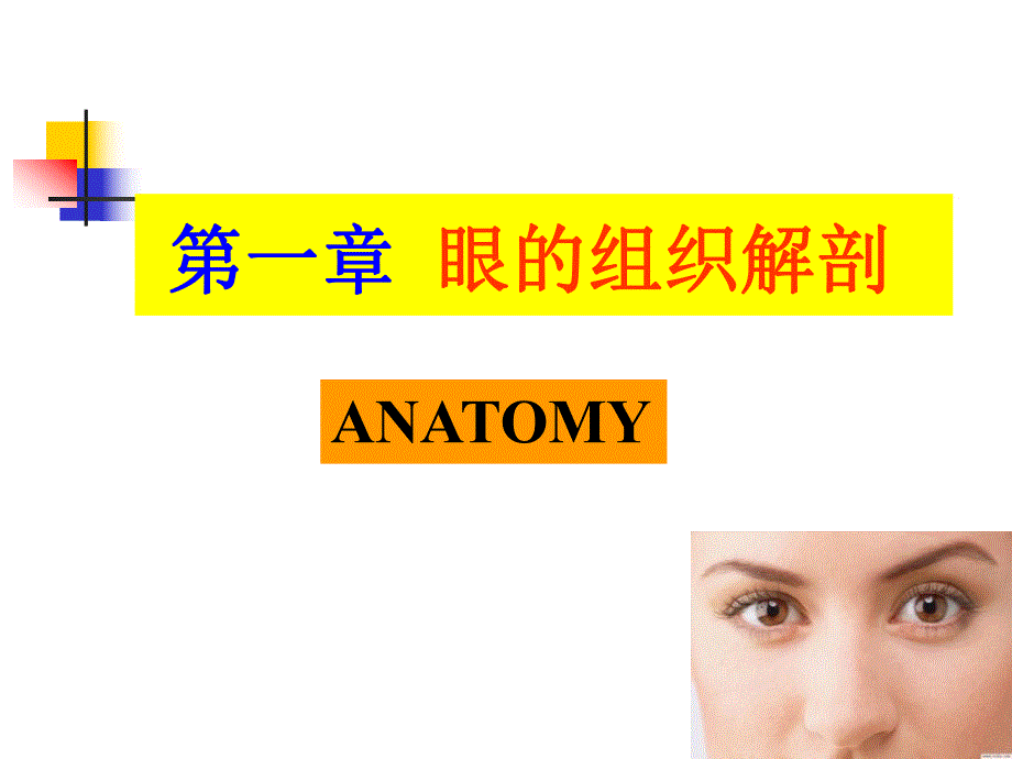 眼的组织解剖PPT课件_第1页