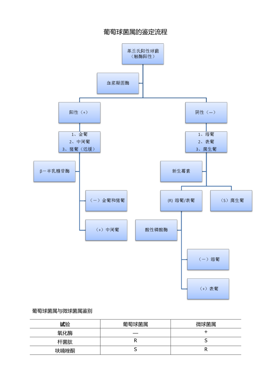 葡萄球菌属的鉴定流程_第1页