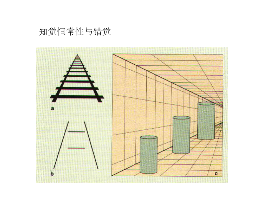 知觉恒常与错觉PPT课件_第1页