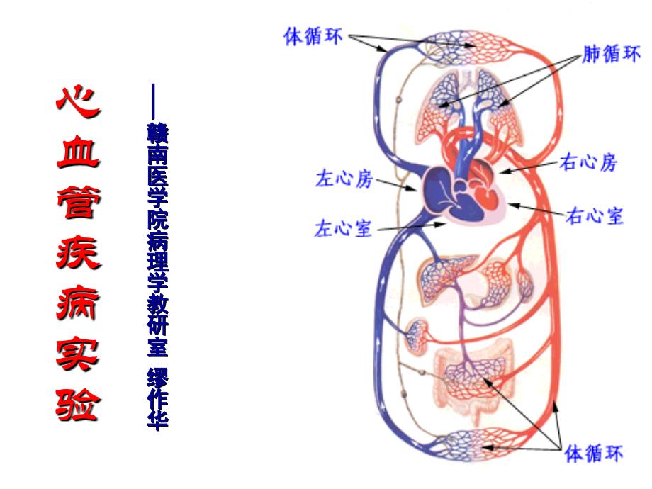 心血管疾病实验PPT课件_第1页